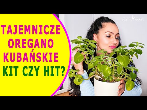 Wideo: Pielęgnacja meksykańskiego oregano – jak uprawiać meksykańskie rośliny oregano