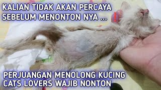 Masya Allah❗Kitten Sudah RIP, Tapi Endingnya Bikin Haru || Siapkan Tisu 😭