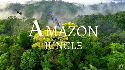 World of the Wild | Episode 1: The Amazon Rainforest | Free Documentary Nature