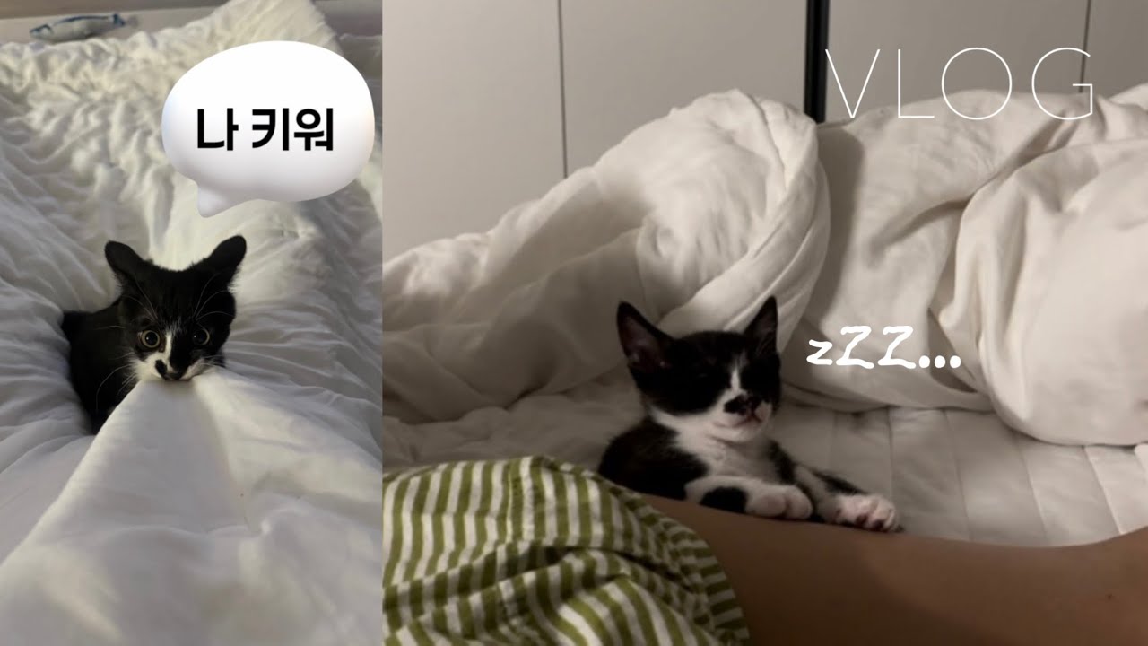vlog. 아기 고양이 일상🍼ㅣ얼렁뚱땅 초보집사 브이로그ㅣ냥줍일기