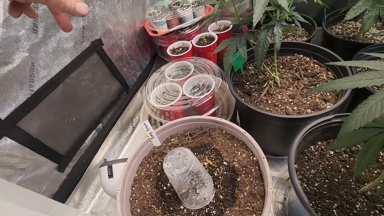 March 2024........Gbay Genetics garden update........