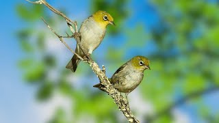 Nature Bird Sounds - Listen to The Sounds of Birds Singing to Reduce Stress and Relax your Soul by Gsus4 Officical 965 views 9 days ago 10 hours