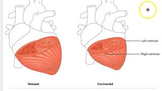 Module 17: Cardiovascular