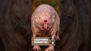 UNDERGROUND MISTERY🤫🐀 #weirdanimals #animalesraros #nature #naturaleza #animals #mexico #chile #peru