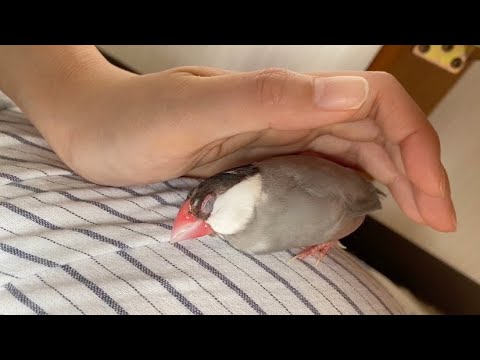 お膝で爆睡文鳥　java sparrow
