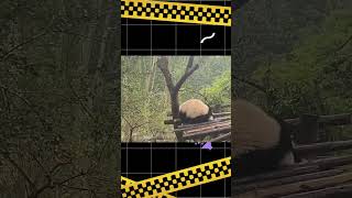 熊猫的脑袋被卡住了Panda cub got its head stuck #china #chinatravel #panda