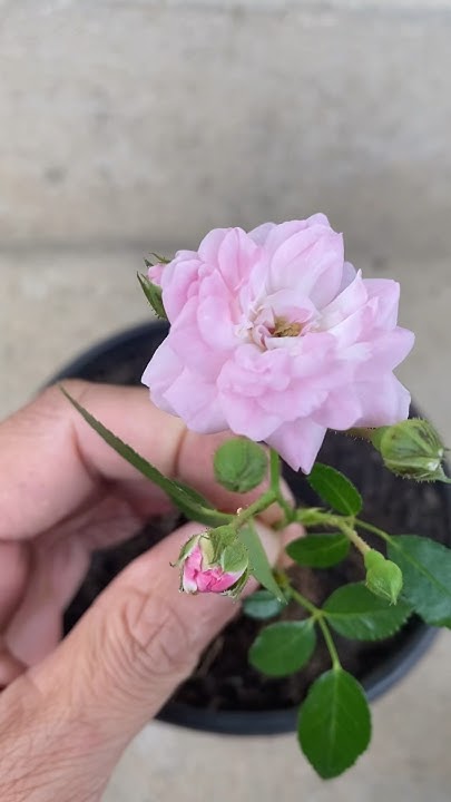 tips-to-help-roses-root-in-just-a-few-days-youtube