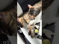 男の子が女の子を噛んで離しません😭生後10ヶ月 #保護猫 #里親 #猫のいる暮らし #今日のにゃんこ