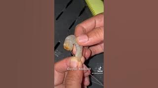 Download lagu Umpan Terbaik Kelong dan Rumah Rakit