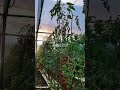 Pomodoro in serra Datterino Innestato Gennaio 2023 Dolcissimo 👍🍅