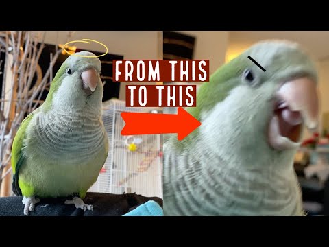 Understanding Quaker Parrot