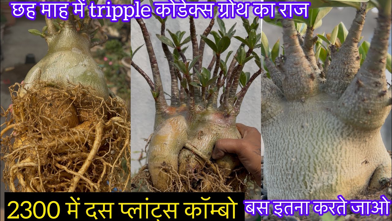 इस वीडियो को सही से समझ लीजिए,सबसे सस्ता कॉम्बो,रिपोट करने टाइम ये सावधानी हमेशा रखें,दुगनी ग्रोथपाए