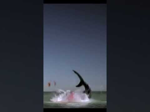 Видео: Акула напала