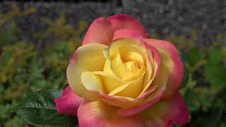 rose, fiori e api a maggio - con musica di Andre Rieu - Valse Triste
