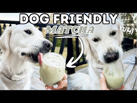 Is Matcha Safe For Dogs