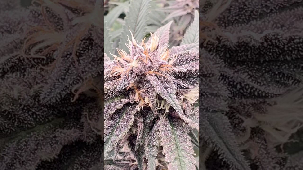 Pineapple Pucker from Solfire Garden 