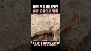 The mother cat's behavior as she tried to leave her kittens behind #CatFamily #MaternalLove #Moth...