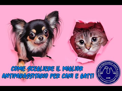 Video: Quale deterrente per gatti è il migliore?