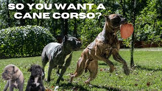 How to spot a Good Dog Breeder (AND AVOID THE BAD ONES)