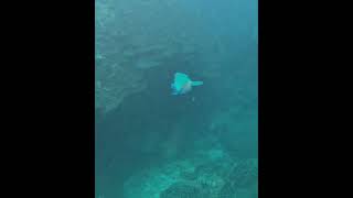 Great Barrier Reef - April 2026 #fish