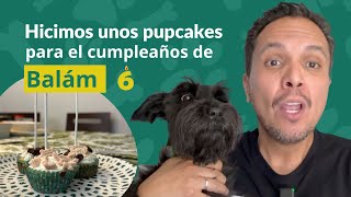 🐶🥧 Cómo hacer pastel de cumpleaños para perros 🐕 PERRHIJOS 🎂Hicimos pupcakes para BALÁM😱 DIY by Perrhijos 215 views 10 months ago 24 minutes