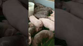 #cerdos #pig #puerco #granjaporcina #porco #pig #piglet #lechones #suinos #puerco #puerca #granja