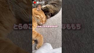6歳の娘が撮影した猫たちの行動が可愛すぎました【とらまる】