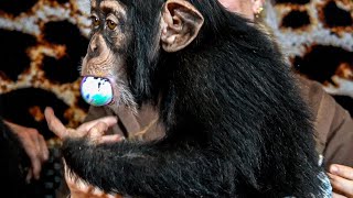 CHIMP DINNER LIVE EASTER EPISODE| Myrtle Beach Safari