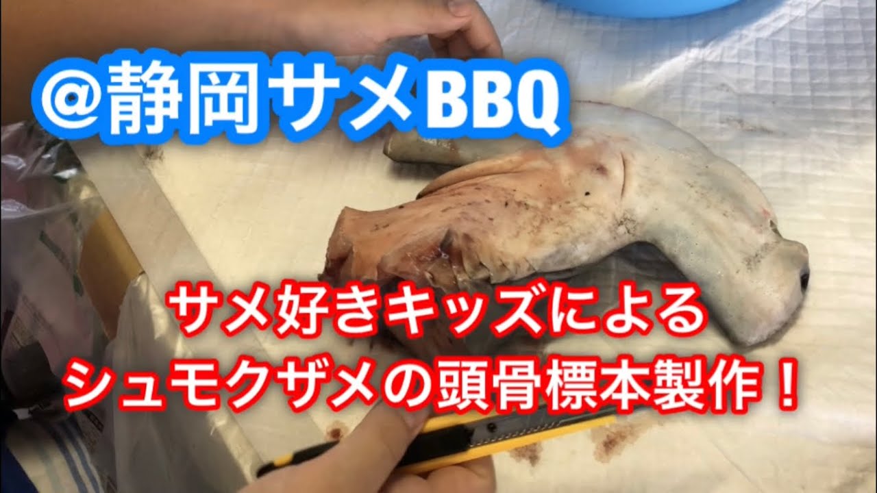 サメ好きキッズがハンマーヘッドシャーク(シュモクザメ)の頭を解体して