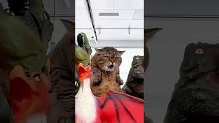Funny Cats 2025 Kitten Meowing Cute 2733