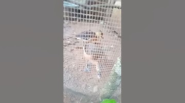 Suara Pikat burung belibis kalimantan