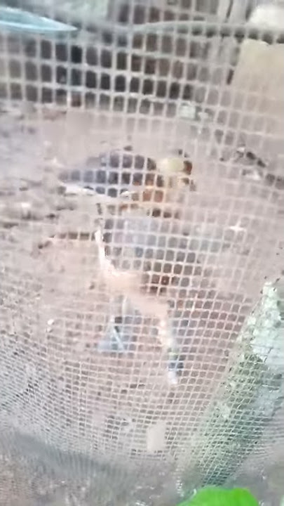 Suara Pikat burung belibis kalimantan