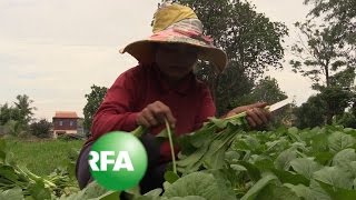 Cambodian Farmers Go Organic for Profit, Health