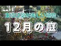 【冬のガーデニング】12月の庭紹介|葉が美しい植物|ガーデンビオトープのお手入れ|12月のガーデニング作業〜クリスマスローズの古葉切り〜|ビオの苔でドレスアップ|