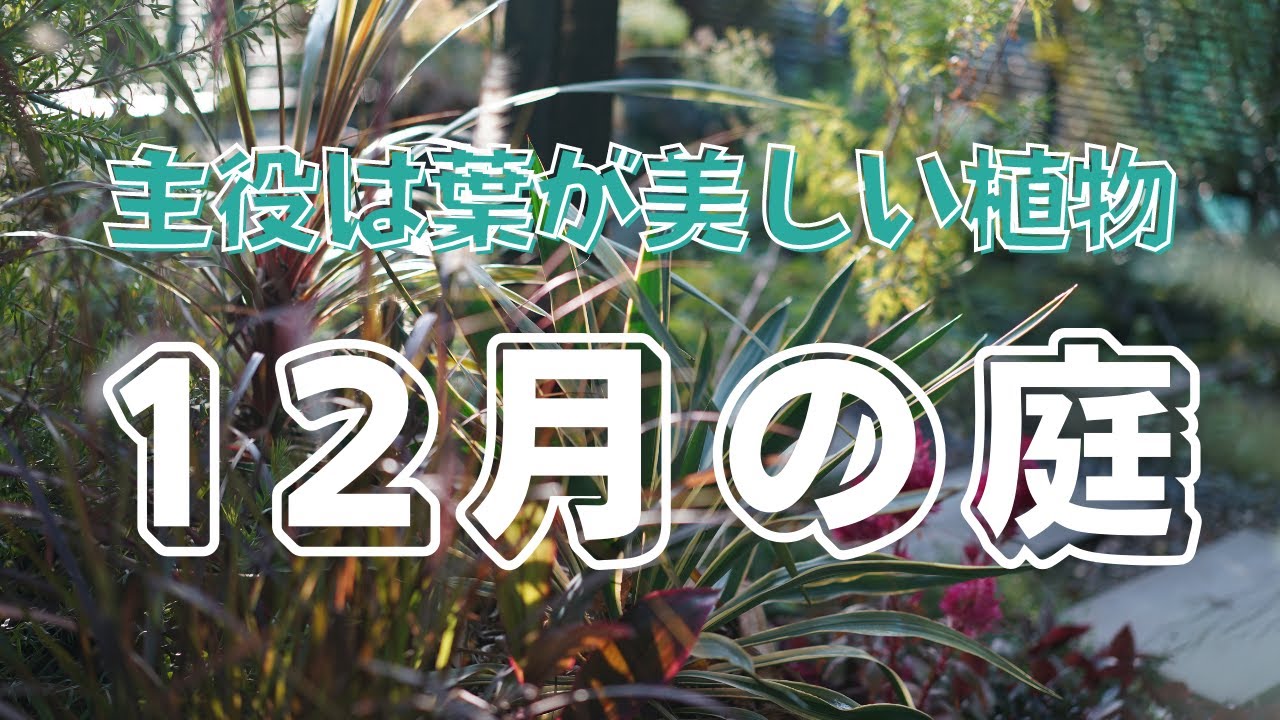 【冬のガーデニング】12月の庭紹介｜葉が美しい植物｜ガーデンビオトープのお手入れ｜12月のガーデニング作業〜クリスマスローズの古葉切り〜｜ビオの苔でドレスアップ｜