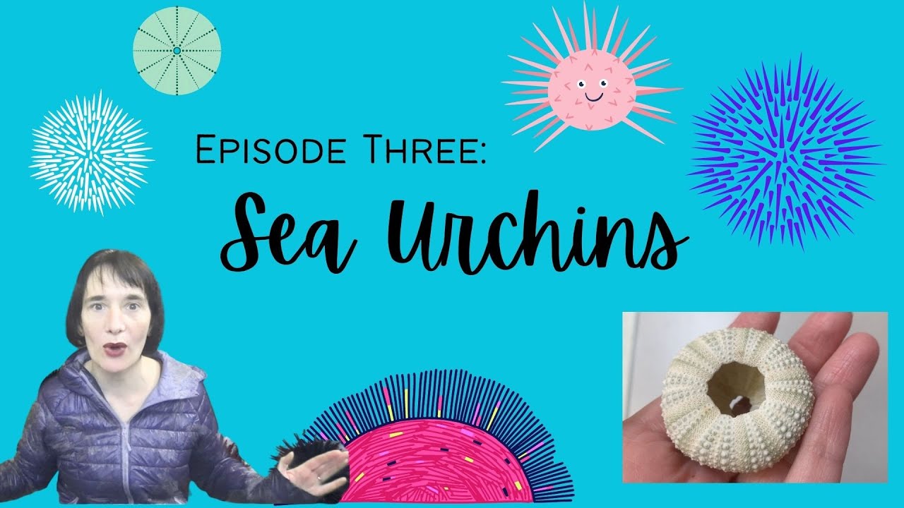 Learning with Ms. Caudle | Tidepool Field Guide - Episode 3 - Sea ...