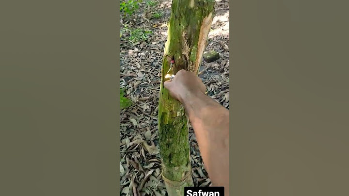 Firecracker on a tree