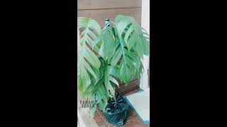 Awas TERTIPU, ini bukan keluarga Monstera tapi | Ekor Naga atau Epipremnum Pinatum