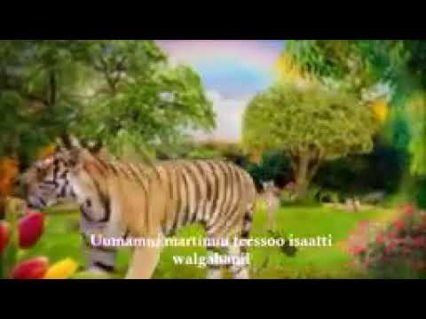 Hin Turin Dafii Kootu Iyesuse