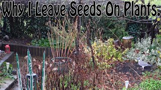 Why I Leave Seeds On Plants! #Goldfinches #GardenBirds