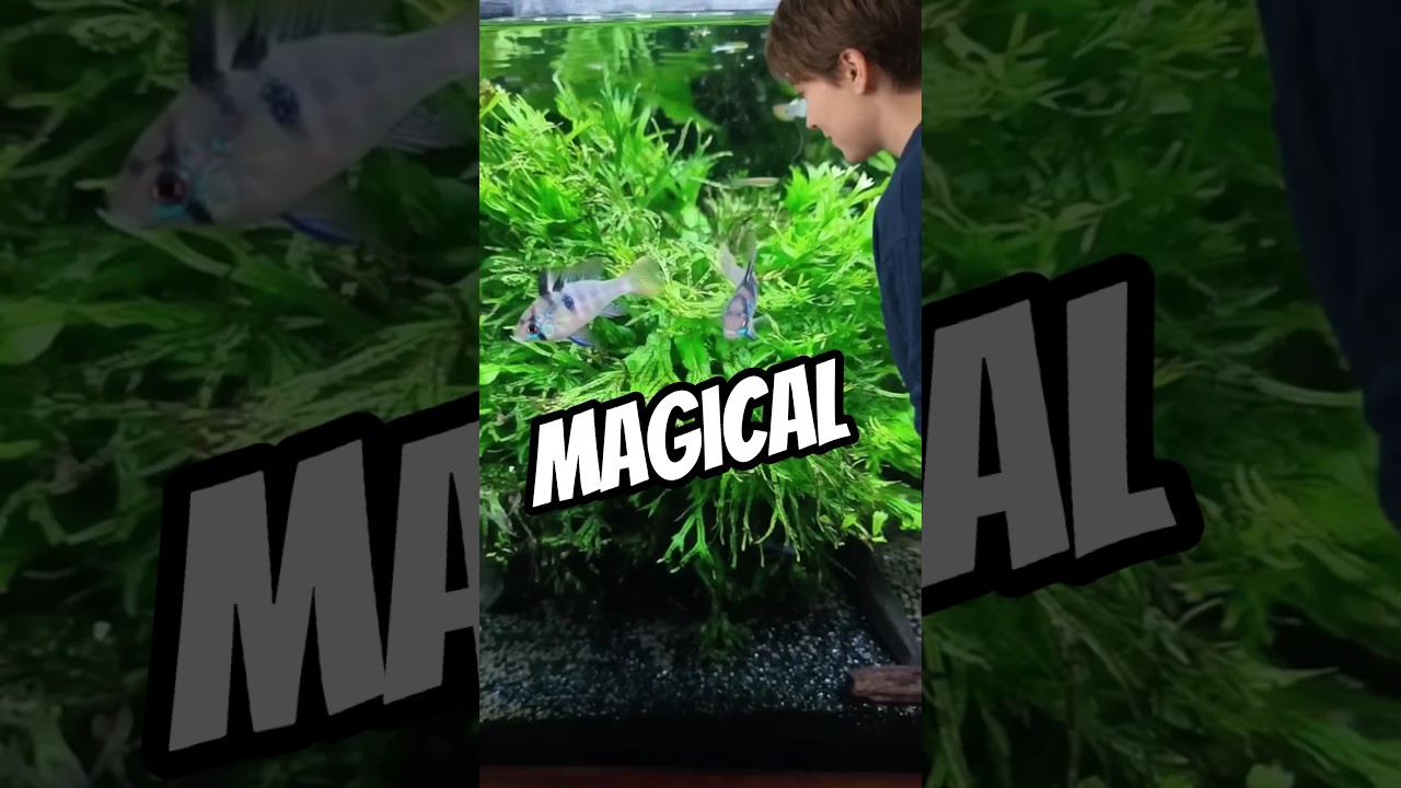 Feeding some Magic #exoticaquariumfish #aquarium #fish