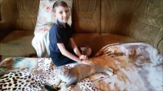 Мой домашний любимец кошка ШАМАЙКА Мой домашний любимец кошка ШАМАЙКА