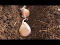 زراعة - زراعة الثوم في المنزل بفص ثوم بسهولة
