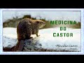 Medicina e meditação do Castor