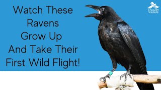 Sibling Ravens Released Back To The Wild