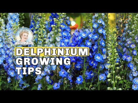 Video: Delphinium Yang Mulia. Tumbuh Dari Biji