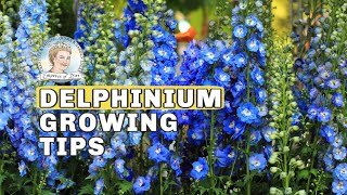 Delphinium Growing Tips // Empress of Dirt
