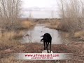 Retriever Dog Training