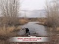 Retriever Dog Training