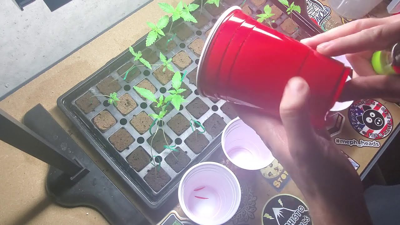 How to fix stretchy seedlings Transplant Video For Beginners